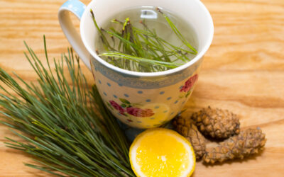 Hidden Benefits of Pine Needle Tea…